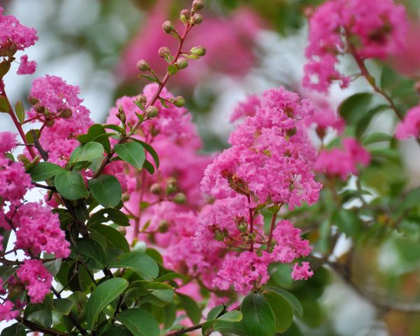 Cost of Crepe Myrtle Removal in Lady Lake