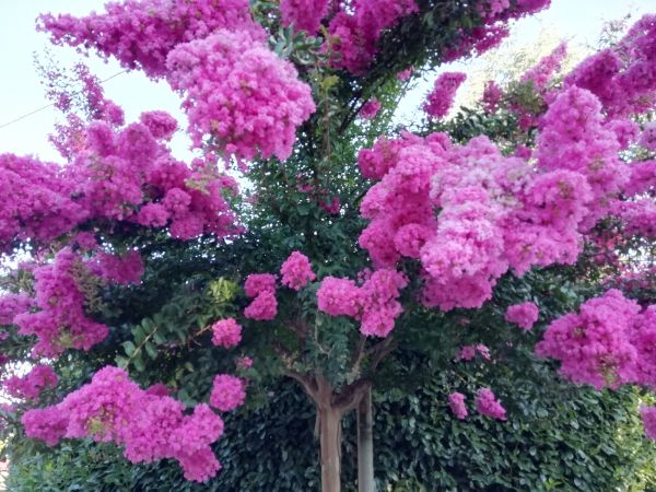 Cost of Crape Myrtle Pruning in Lady Lake
