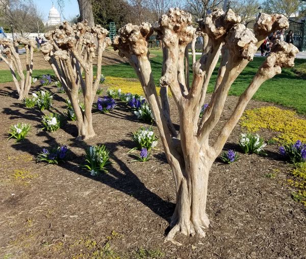 Cost of Myrtle Tree Removal in Lady Lake