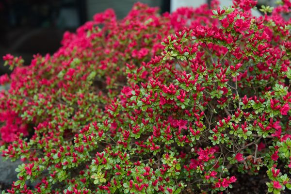 Cost of Weigela Removal Service in Lady Lake