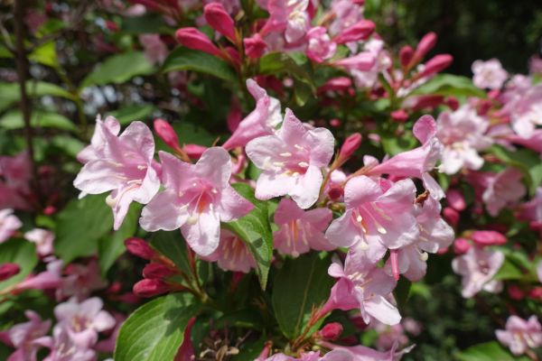 Cost of Weigela Pruning Service in Lady Lake