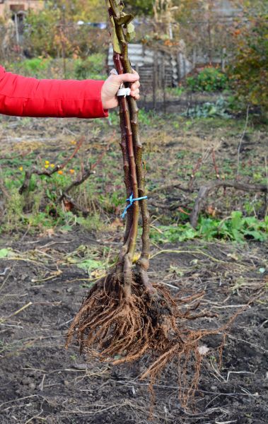 Cost of Shrub Root Removal in Lady Lake
