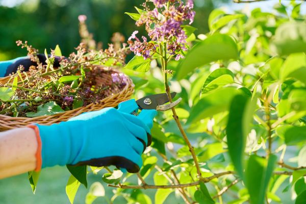 Cost of Lilac Trimming Service in Lady Lake