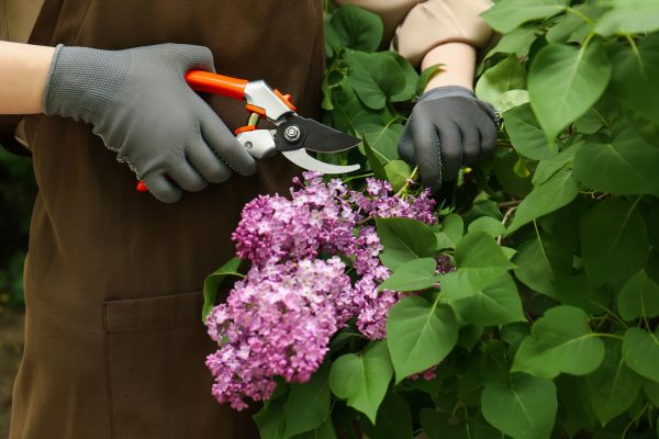 Cost of Lilac Pruning Service in Lady Lake