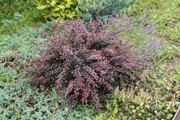 Cost of Japanese Barberry Removal in Lady Lake