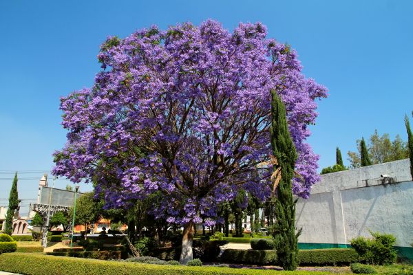 Cost of Jacaranda Pruning in Lady Lake