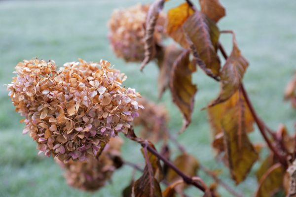 Cost of Hydrangea Removal in Lady Lake