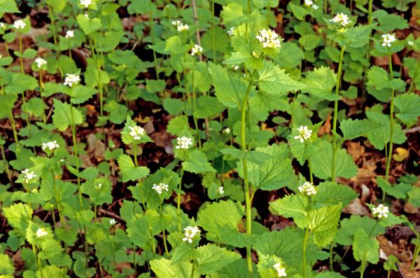 Cost of Garlic Mustard Removal in Lady Lake