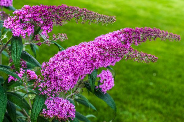 Cost of Butterfly Bush Removal in Lady Lake