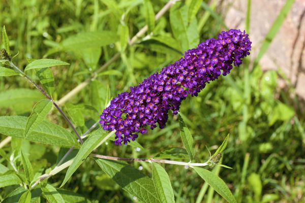 Butterfly Bush Pruning in Lady Lake