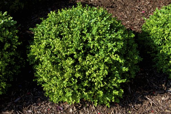 Cost of Boxwood Removal in Lady Lake