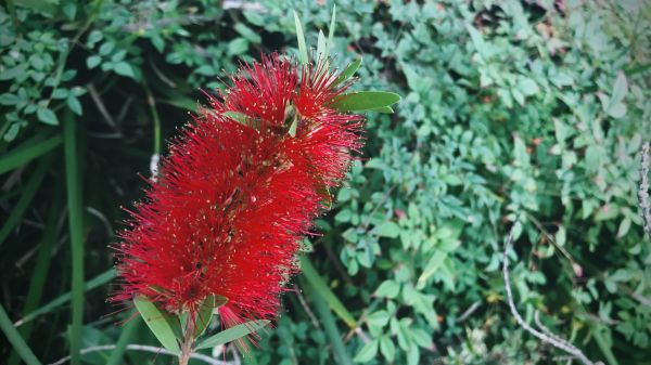 Cost of Bottlebrush Pruning in Lady Lake