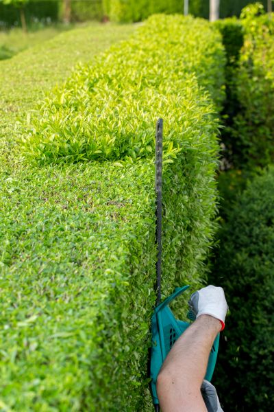 Hedge Trimming in Lady Lake