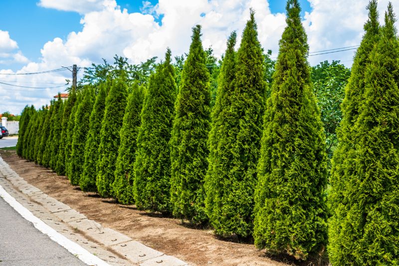 Arborvitae Trimming