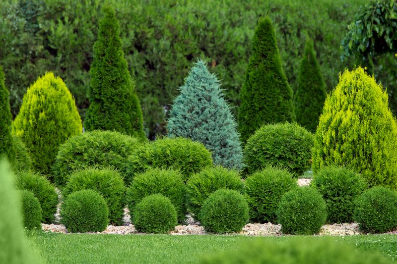 Healthy Green Shrubs