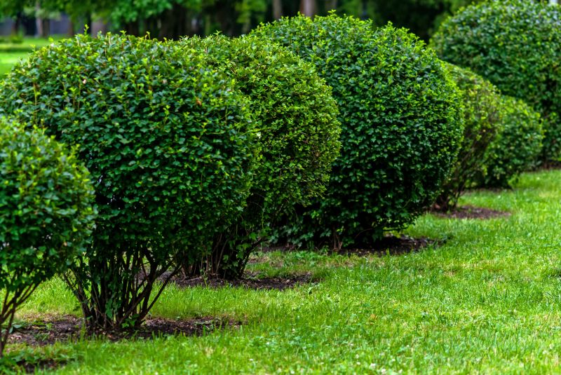 Trimmed Shrubs