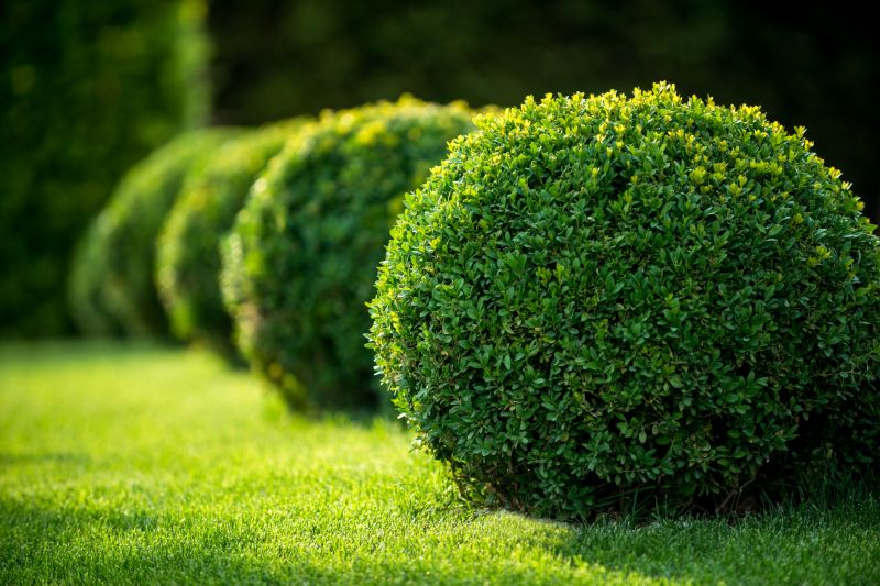 Healthy Shrubs = Beautiful Landscape