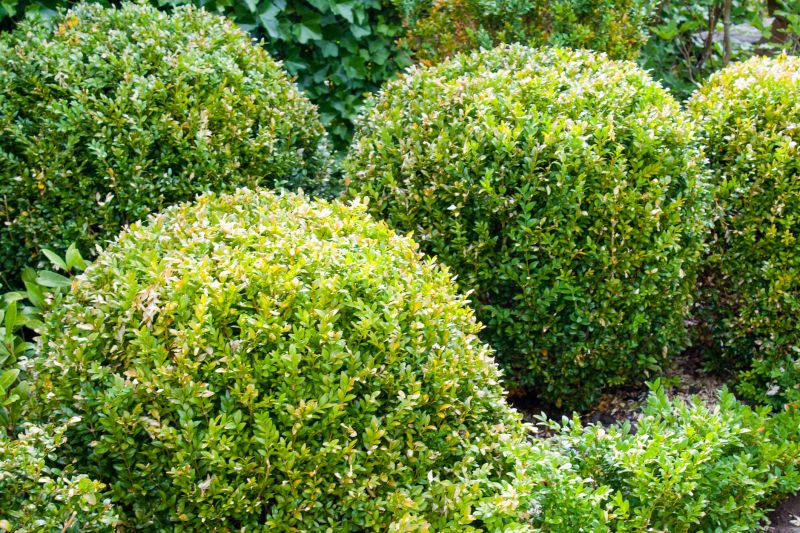 Quality Shrub Care
